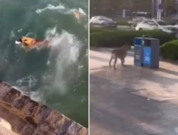 Bikin Gemas! Kolam Renang Umum di Berlin Diserbu Puluhan Anjing, Pemandangan Langka yang Bikin Hati Meleleh