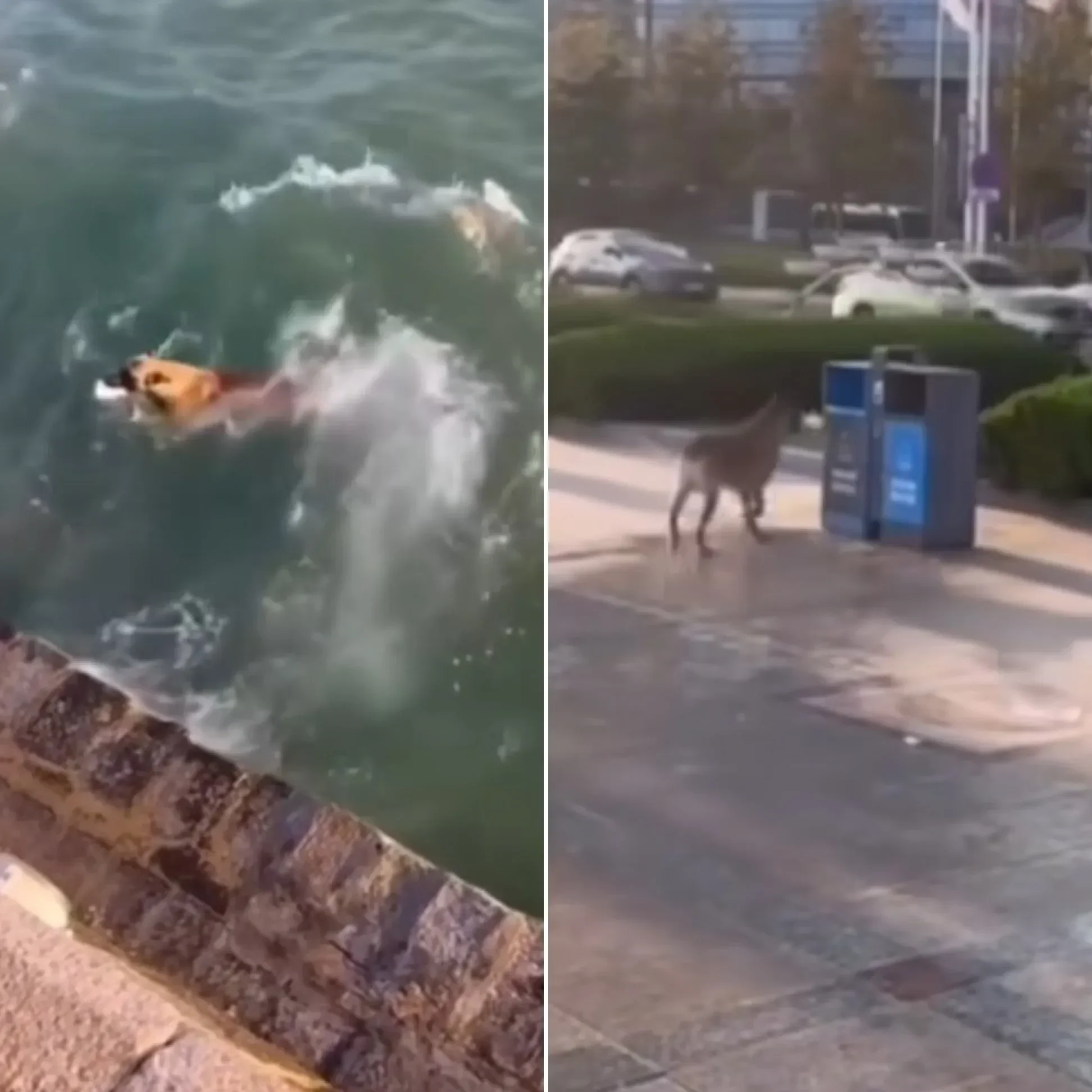 Seekor anjing berenang di air, anjing lain berjalan di tepi jalan perkotaan.