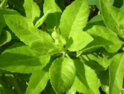 Bikin Kaget! Daun Beluntas yang Sering Diabaikan Ternyata Punya 5 Manfaat Kesehatan Ajaib Ini