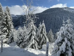 Bikin Melongo! Pohon-Pohon di Belgia Ini Punya Bentuk Tak Biasa & Bernilai Fantastis