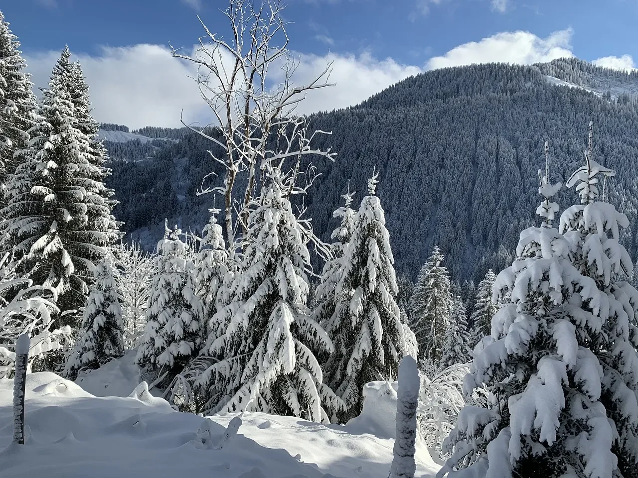 Pemandangan hutan bersalju dengan pohon-pohon yang tertutup salju lebat.