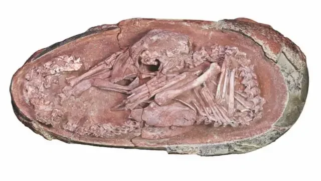 bikin merinding ribuan telur dinosaurus berusia 86 juta tahun ditemukan di china ini kisah di baliknya portal berita terbaru