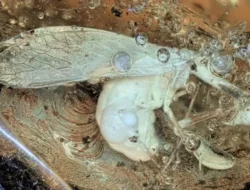 Bukan Sekadar Berita: Menguak Kekuatan Global CNN Indonesia di Era Digital yang Jarang Terungkap!