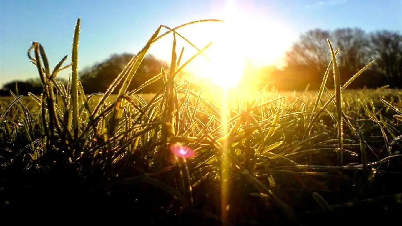 Pemandangan rumput berembun di pagi hari dengan matahari terbit yang cerah.
