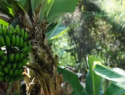 Bye Kapas! Perusahaan Taiwan Sulap Limbah Pisang Jadi Tekstil Canggih, Siap Guncang Industri Fashion Dunia!