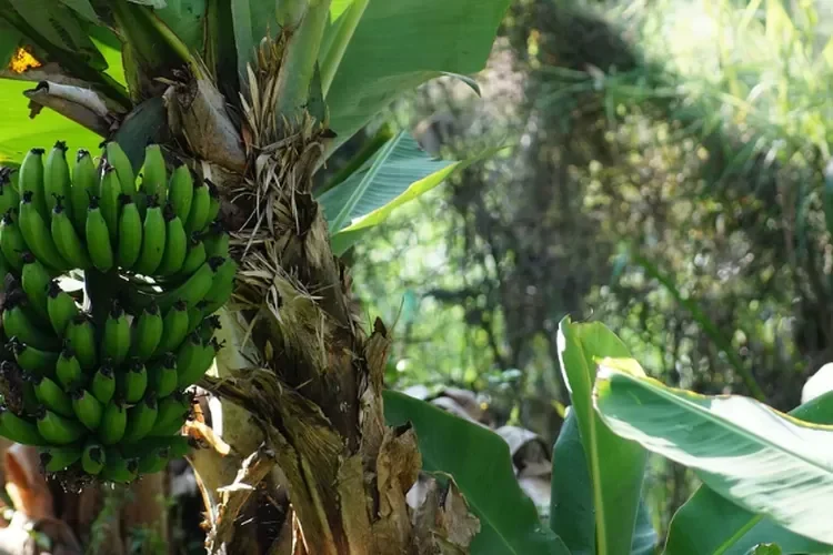 Tandan pisang hijau di pohon, menunjukkan potensi serat untuk industri tekstil berkelanjutan.