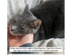 Drama Kucing Uya Kuya Berakhir! Sherina Munaf Akhirnya Kembalikan 5 Kucing, Begini Kondisinya