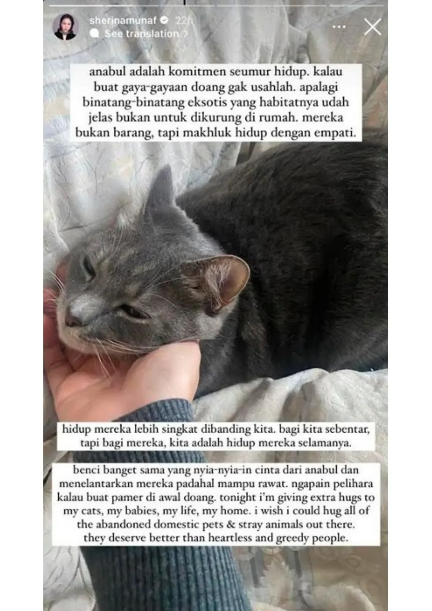 drama kucing uya kuya berakhir sherina munaf akhirnya kembalikan 5 kucing begini kondisinya portal berita terbaru
