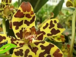 Gak Nyangka! Bandara di India Ini Sabet Penghargaan Desain Terbaik Dunia, Terinspirasi dari Anggrek dan Bambu!