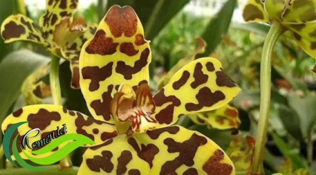 Anggrek kuning dengan pola bintik coklat menghiasi terminal baru Bandara Guwahati, India.