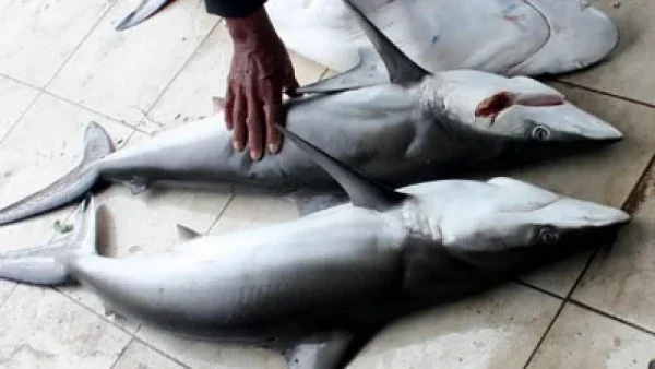 Dua ikan hiu yang diduga menjadi penyebab keracunan massal di Kalimantan Barat.