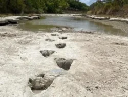 Geger! Telur Dinosaurus Berusia 86 Juta Tahun Ditemukan di China, Ilmuwan Pakai ‘Jam Atom’!