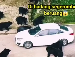 Horor di Yellowstone: Pendaki Dihantam Beruang, Begini Perjuangannya Selamat dari Maut!