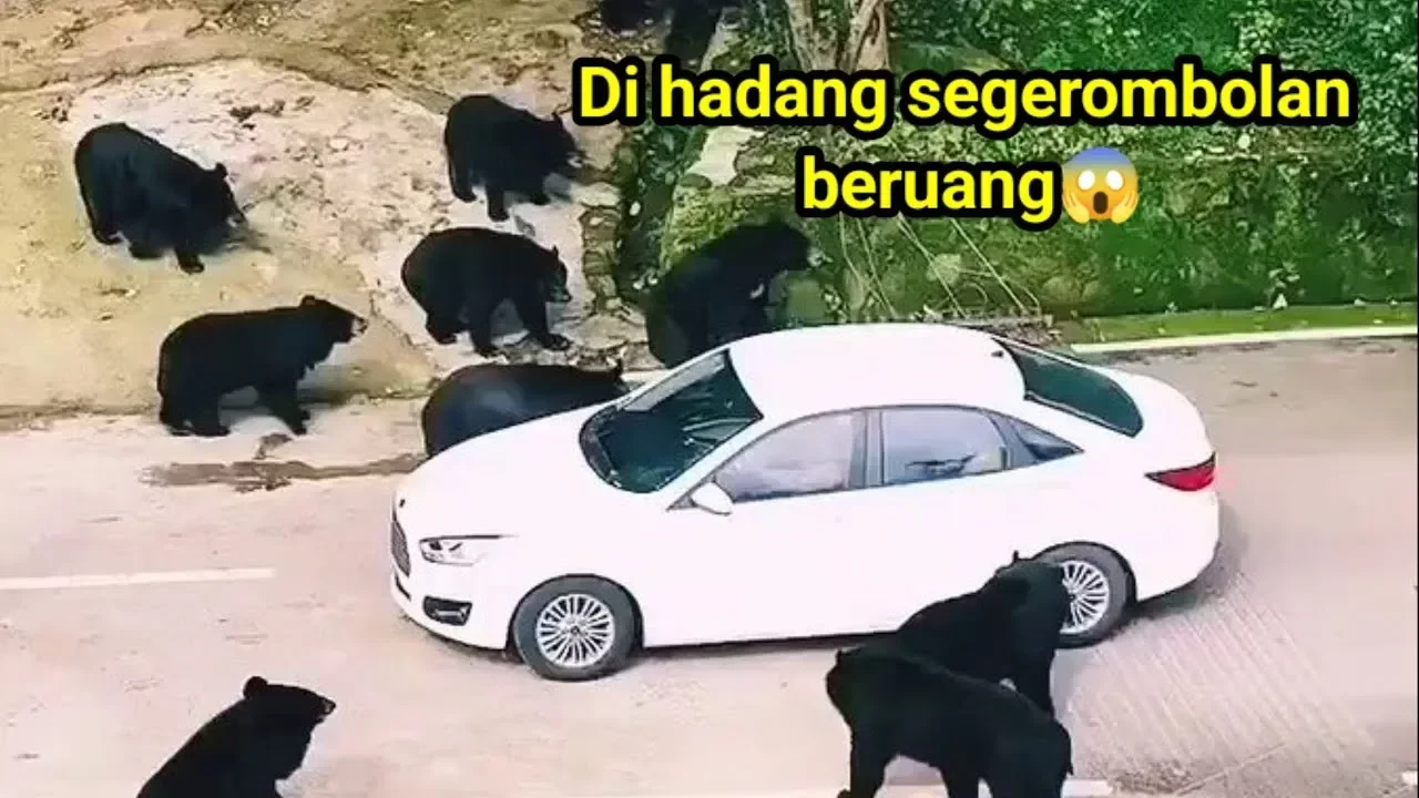 Sekelompok beruang hitam mengepung mobil putih di tepi jalan.