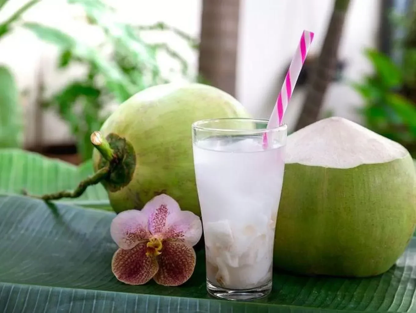 jangan kaget 8 golongan ini wajib hindari air kelapa bahayanya gak main main portal berita terbaru