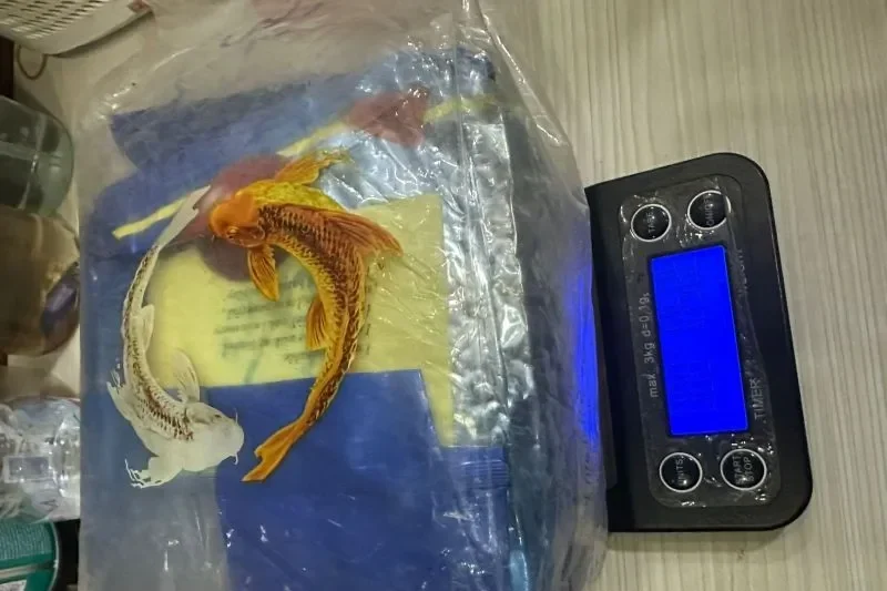 kakek 64 tahun terciduk bawa 1 kg sabu di jakbar jaringan narkoba terkuak portal berita terbaru