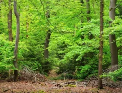 Karier Marselino Ferdinan di Eropa Sempat Redup, Bos AS Trencin Beri Janji Manis untuk Bangkit!