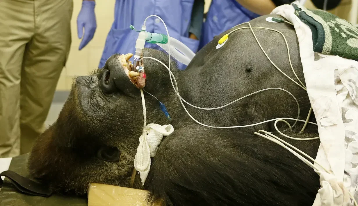 Gorila Kiburi teranestesi dengan alat medis terpasang selama CT scan perut.