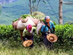 Krisis Iklim Ancam Teh Assam: Industri Legendaris India di Ambang Kehancuran?