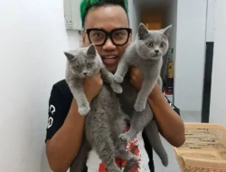 Kucing Uya Kuya Akhirnya Pulang! Ada Drama di Balik Penyerahan dari Sherina Munaf?