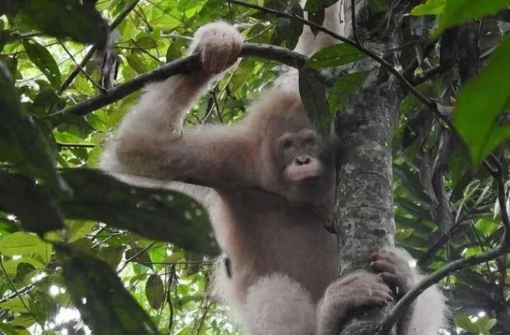 Orangutan albino Alba berbulu putih pucat bertengger di dahan pohon di hutan Kalimantan.