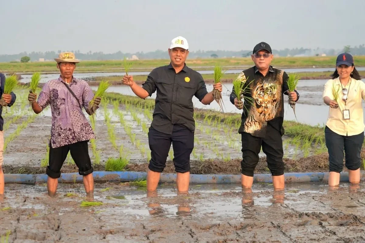Menteri Pertanian dan petani memegang bibit padi di sawah.