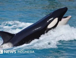 Misteri Lautan! Paus Pembunuh Tenggelamkan Kapal Wisata di Portugal, Ada Apa Sebenarnya?