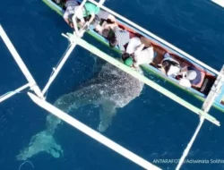 Nasib Hiu Paus di Ujung Tanduk? KKP Ungkap Ancaman Serius dan Rencana Penyelamatan!
