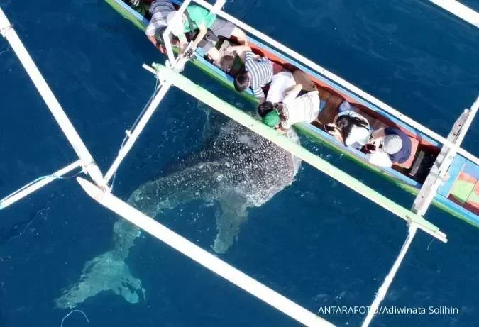 nasib hiu paus di ujung tanduk kkp ungkap ancaman serius dan rencana penyelamatan portal berita terbaru
