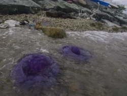 Pantai Texas Diserbu Ubur-ubur ‘Pink Meanie’ Raksasa, Hati-hati Sengatannya Bikin Nyeri!