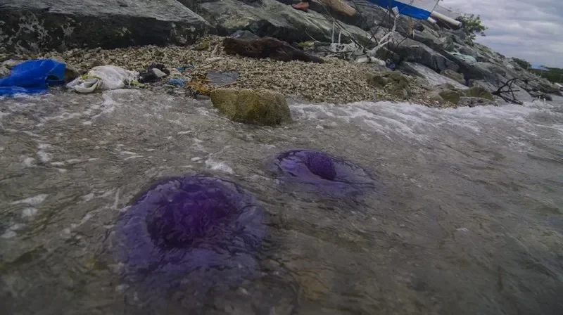 Ubur-ubur 'pink meanie' berukuran besar berwarna ungu di perairan pesisir Texas.