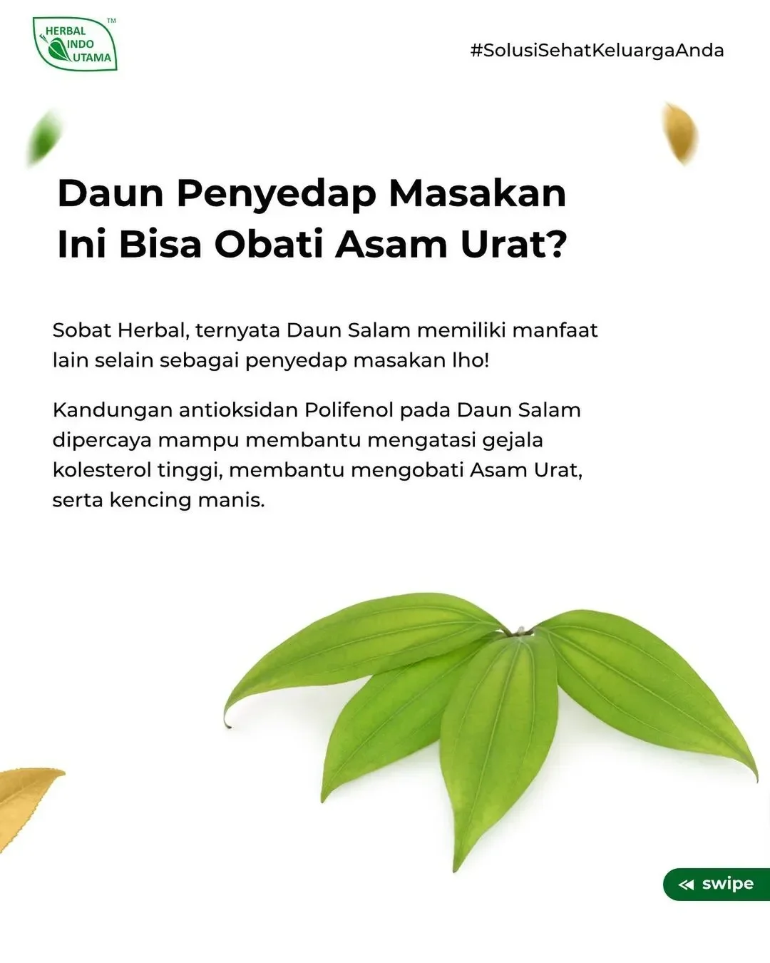 Daun salam obat alami asam urat dan kolesterol tinggi