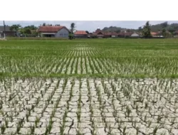 Petaka Minyak Vale: 30 Hektare Sawah di Luwu Timur Gagal Panen, Nasib Petani Terancam!