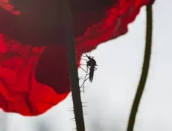 Rahasia Terbongkar! Ternyata Ini 7 Alasan Nyamuk Lebih Suka Gigit Kamu, Bukan Orang Lain!