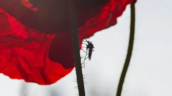 Siluet nyamuk hinggap di batang bunga merah dengan latar belakang terang.