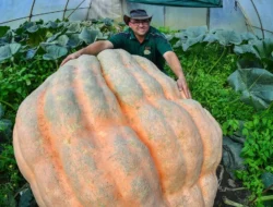 Terkuak! Kekuatan Jaringan Global di Balik Berita CNN Indonesia yang Wajib Kamu Tahu