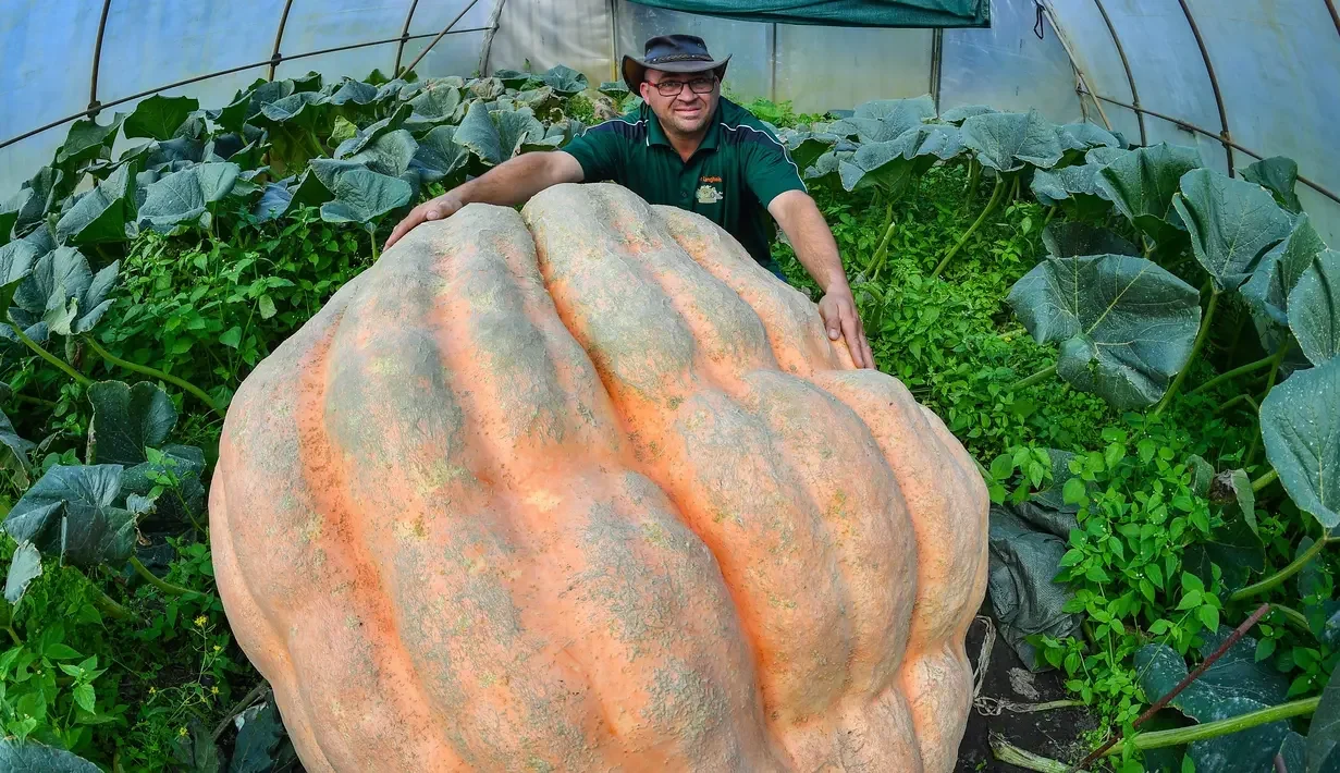 Petani di sebelah labu raksasa di dalam rumah kaca