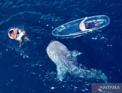 Terungkap! 62% Hiu Paus di Surga Bawah Laut Papua Terluka Akibat Aktivitas Manusia, Ada Apa?