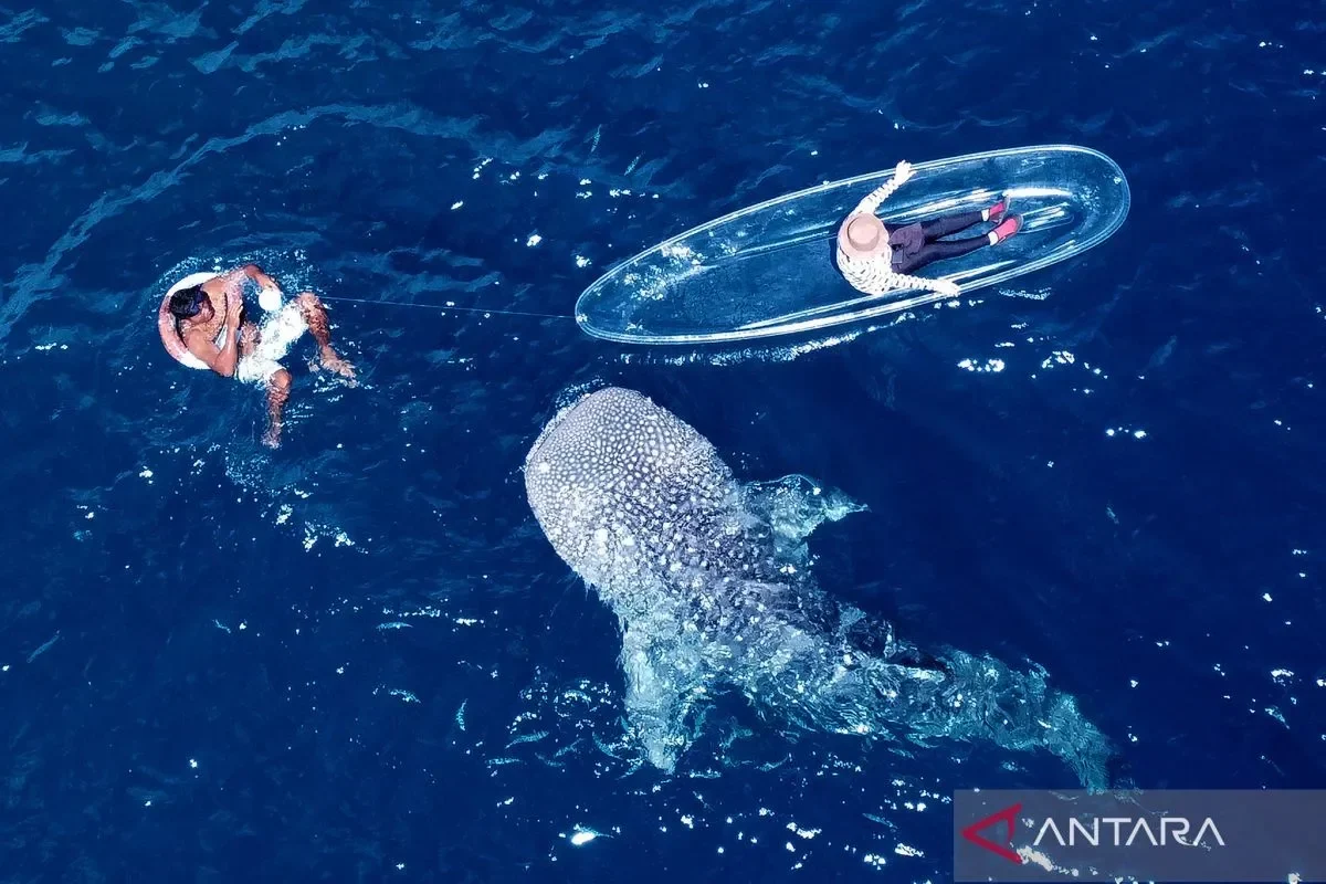 terungkap 62 hiu paus di surga bawah laut papua terluka akibat aktivitas manusia ada apa portal berita terbaru