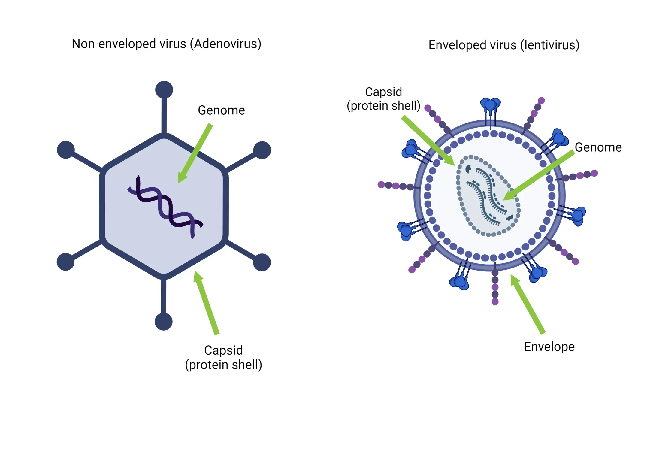 Diagram perbandingan struktur virus non-amplop dan beramplop, menunjukkan genom dan kapsid.