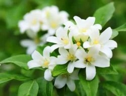 Terungkap! Ini Playlist Rahasia Jasmine Nadya untuk Peran Alya di ‘Rangga & Cinta’, Bikin Nangis Beneran!