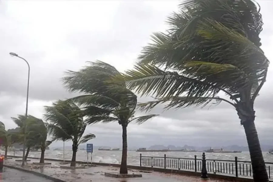 Pohon kelapa tertiup angin kencang saat badai Topan Super Ragasa melanda.