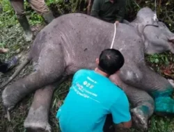 Tragis! Gajah Tari, Bintang Media Sosial TNTN, Ditemukan Mati Mendadak: Ada Apa Sebenarnya?