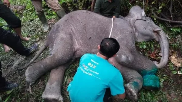 Anak gajah Sumatera ditemukan tewas di Taman Nasional Tesso Nilo.