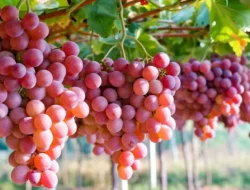 Transmart Full Day Sale Kembali! Borong Anggur & Produk Segar Diskon 20%, Cuma Sehari!