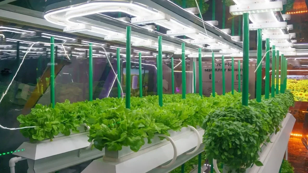 umj bikin petani hidroponik auto cuan teknologi canggih ini pangkas biaya listrik hingga 40 portal berita terbaru