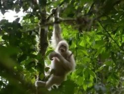 Alba: Kisah Pilu Orangutan Albino Paling Langka di Dunia yang Bikin Hati Terenyuh!