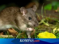 Bikin Kaget! 5 Tanaman Cantik Ini Ternyata Pengundang Tikus Paling Ampuh ke Rumahmu