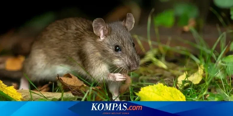 bikin kaget 5 tanaman cantik ini ternyata pengundang tikus paling ampuh ke rumahmu portal berita terbaru