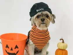 Bikin Melongo! Hewan Peliharaan di Florida Pesta Kostum Halloween, Ada Naga Hingga Elvis!